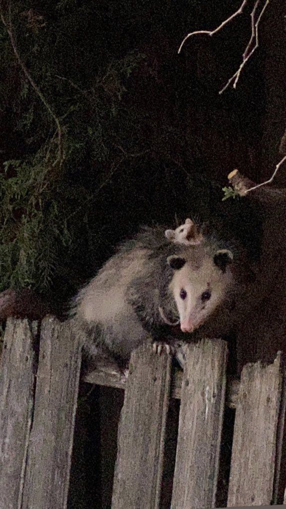 mommy opposum sitting on a fence with screaming baby opposum on her back