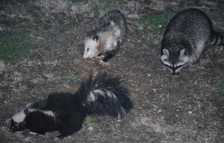 A shkunk, an oppossum and a raccoon searching for tasty food.
